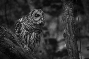Denizen of the Forest